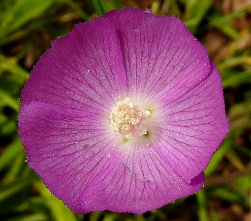 {Callirhoe pedata}